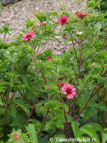 Potentilla nepalensis